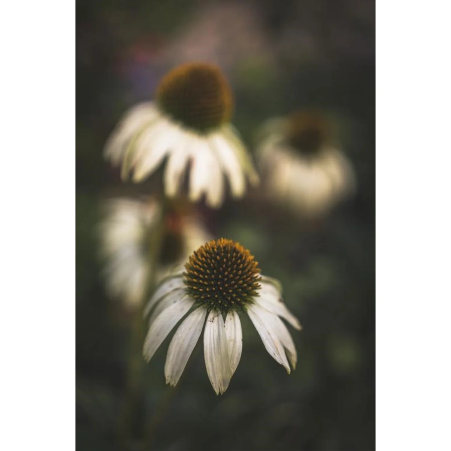 Sony FE 50mm f/2.5 G Lens - Image 10