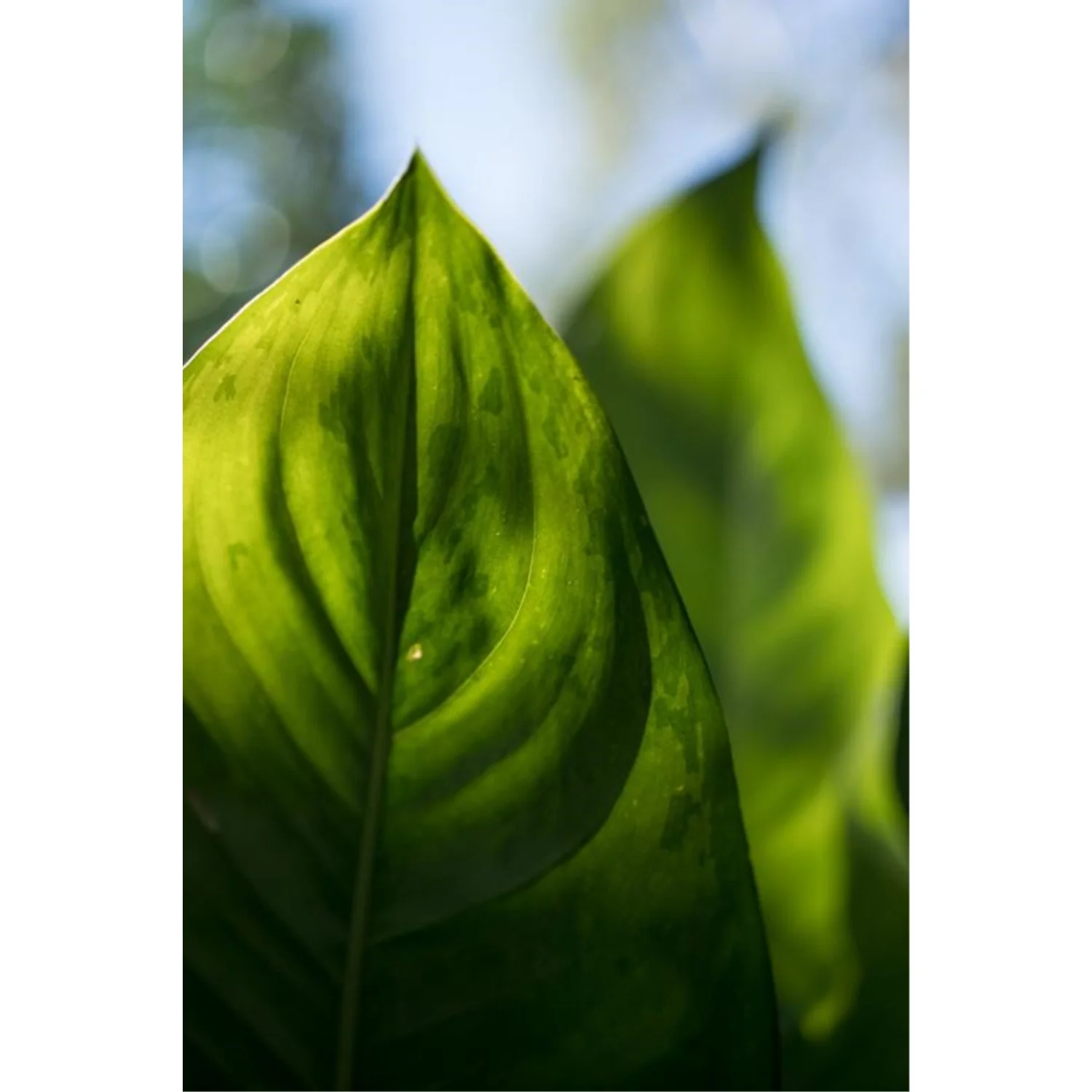 Sony FE 50mm f/2.5 G Lens - Image 9